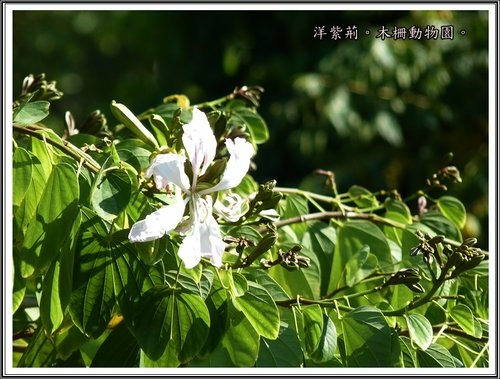 木柵動物園~植物篇34.jpg