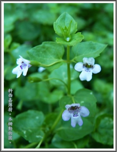 木柵動物園~植物篇39.jpg