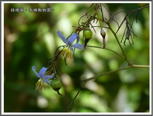 木柵動物園~植物篇44.jpg