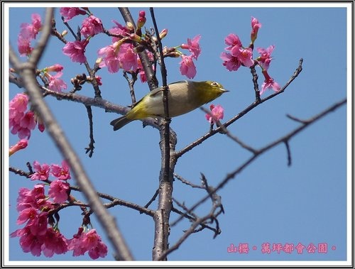 春上枝頭~萬坪都會公園05.jpg