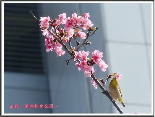 春上枝頭~萬坪都會公園07.jpg