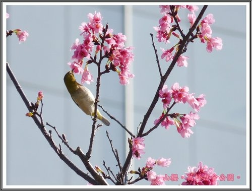 春上枝頭~萬坪都會公園12.jpg