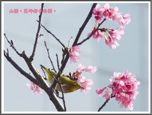 春上枝頭~萬坪都會公園16.jpg