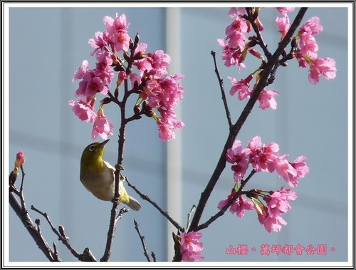 春上枝頭~萬坪都會公園13.jpg