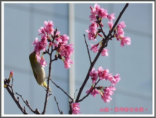 春上枝頭~萬坪都會公園14.jpg