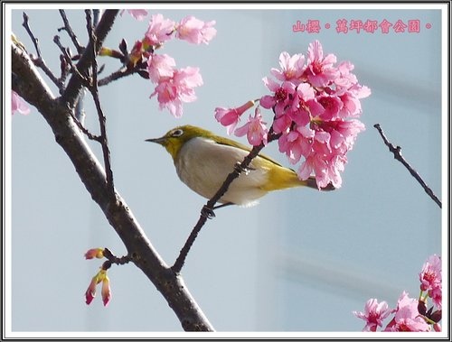 春上枝頭~萬坪都會公園20.jpg