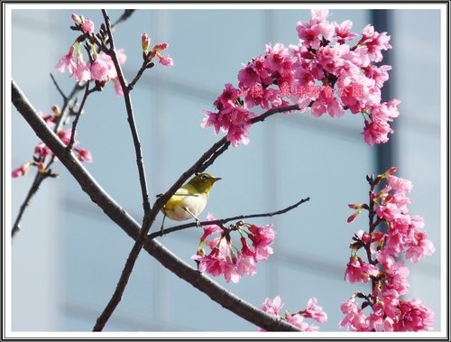 春上枝頭~萬坪都會公園22.jpg