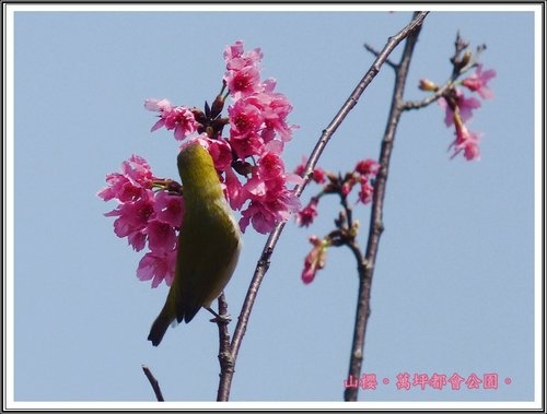 春上枝頭~萬坪都會公園23.jpg