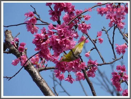 春上枝頭~萬坪都會公園26.jpg