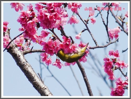 春上枝頭~萬坪都會公園25.jpg