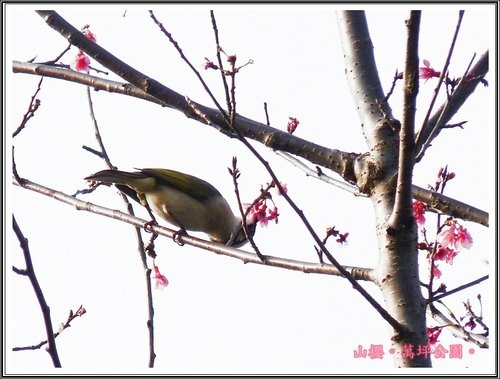 春上枝頭~萬坪都會公園42.jpg