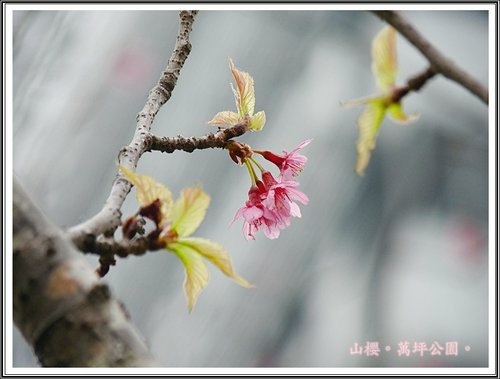 春上枝頭~萬坪都會公園45.jpg