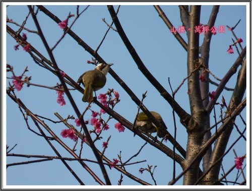 春上枝頭~萬坪都會公園44.jpg