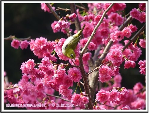 2013重瓣山櫻~中正紀念堂05.jpg