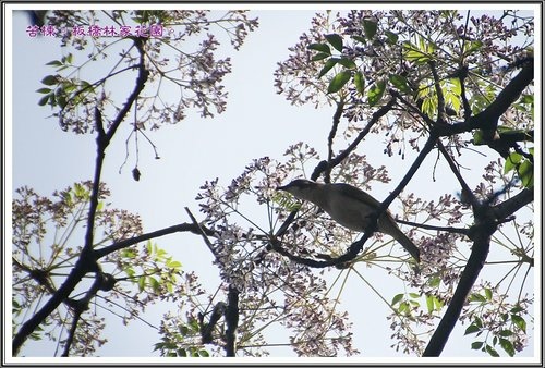 2013苦楝~板橋林家花園05.jpg