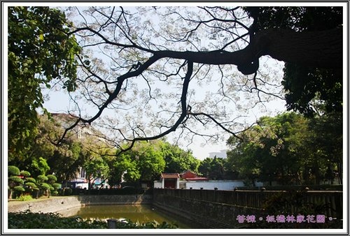 2013苦楝~板橋林家花園02.jpg