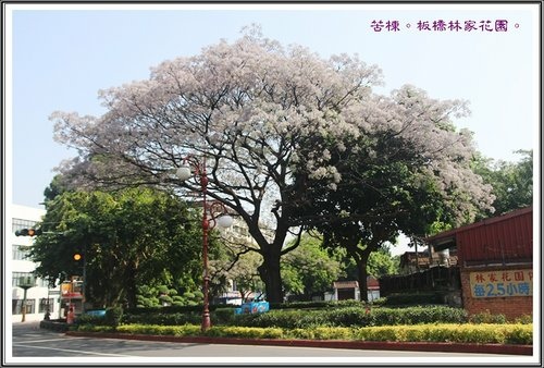 2013苦楝~板橋林家花園01.jpg