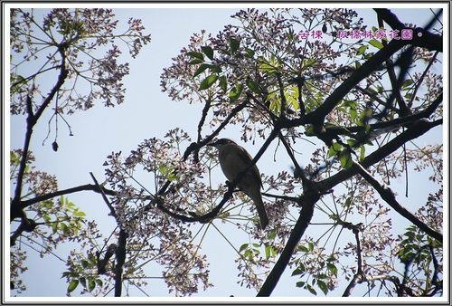 2013苦楝~板橋林家花園07.jpg