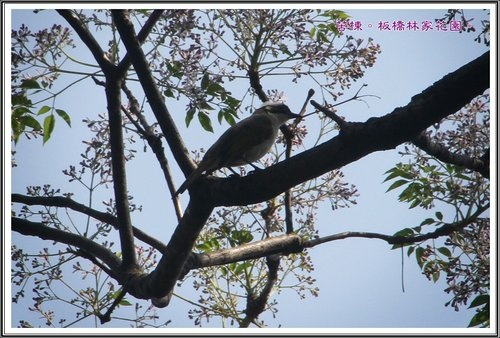 2013苦楝~板橋林家花園10.jpg