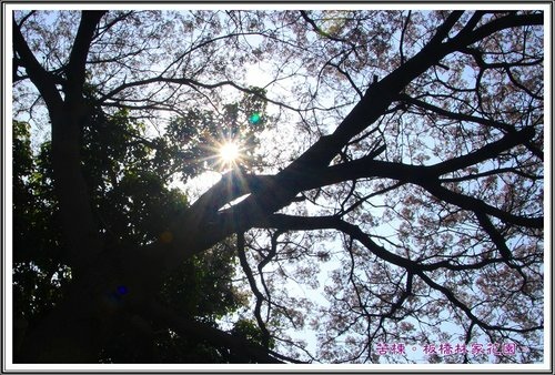 2013苦楝~板橋林家花園09.jpg