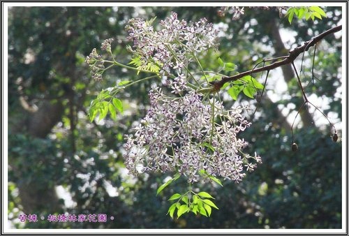 2013苦楝~板橋林家花園11.jpg