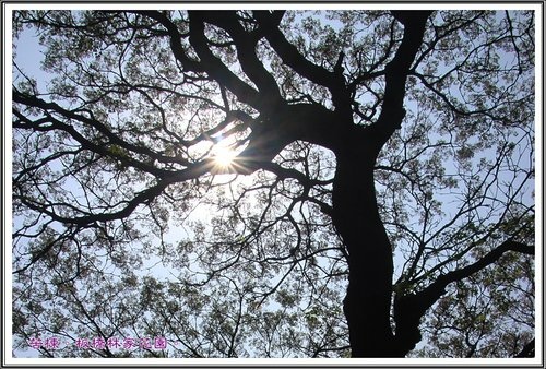 2013苦楝~板橋林家花園16.jpg