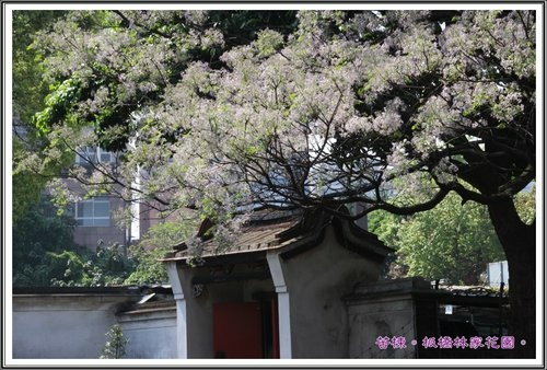 2013苦楝~板橋林家花園13.jpg