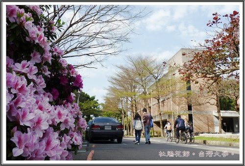 台灣大學杜鵑花節(一)30.jpg