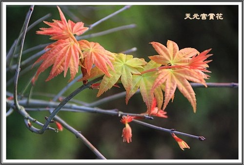 天元夜櫻%26;日本紅楓32.jpg