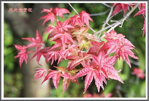 天元夜櫻&日本紅楓36.jpg