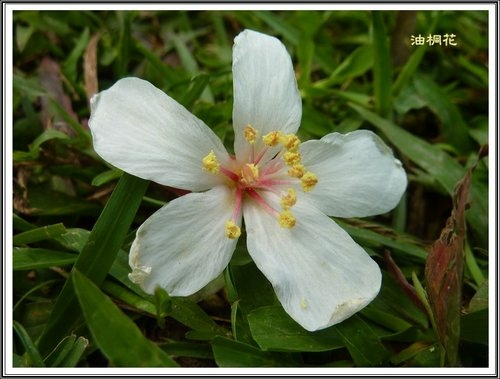 小公園的油桐花03.jpg