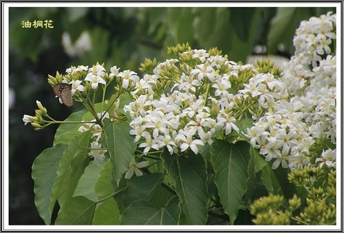 小公園的油桐花13.jpg