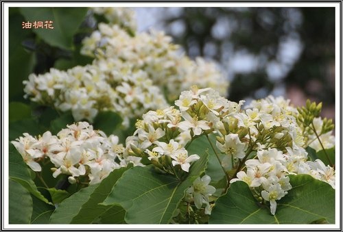 小公園的油桐花21.jpg