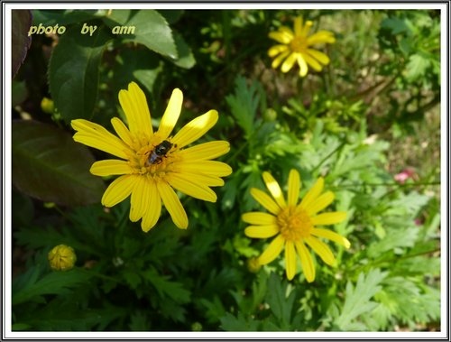 花草隨拍~花博公園新生園區06.jpg