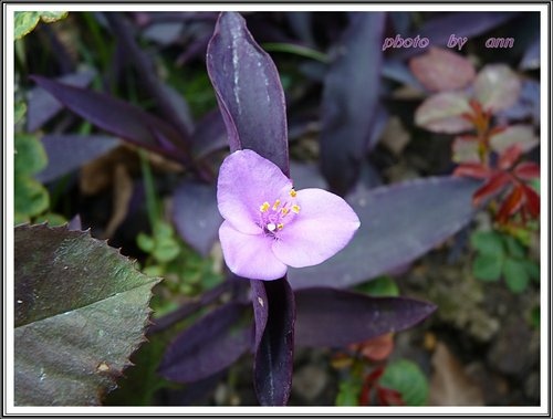 花草隨拍~花博公園新生園區17.jpg