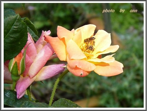 花草隨拍~花博公園新生園區19.jpg