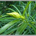 台中行~東海大學。植物篇10.jpg