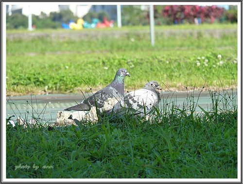 成美河濱公園33.jpg