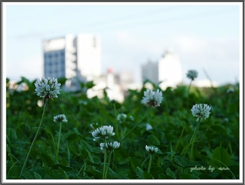 成美河濱公園36.jpg