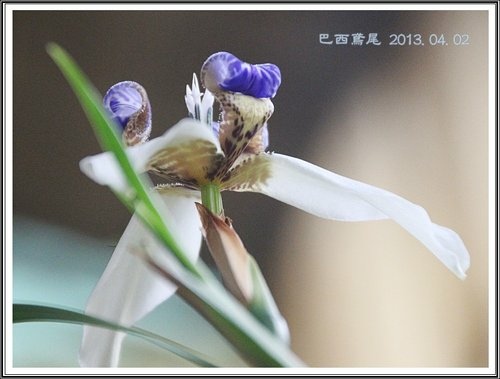 小花園日記~巴西鳶尾09.jpg