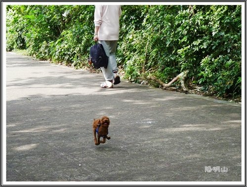 20130124陽明山公園賞櫻隨拍04.jpg