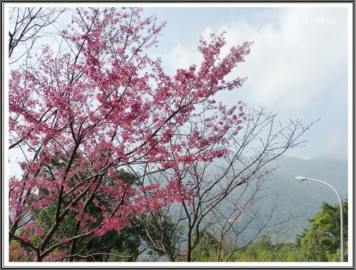 20130124陽明山公園賞櫻隨拍09.jpg