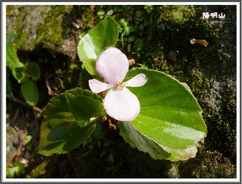 20130124陽明山公園賞櫻隨拍13.jpg