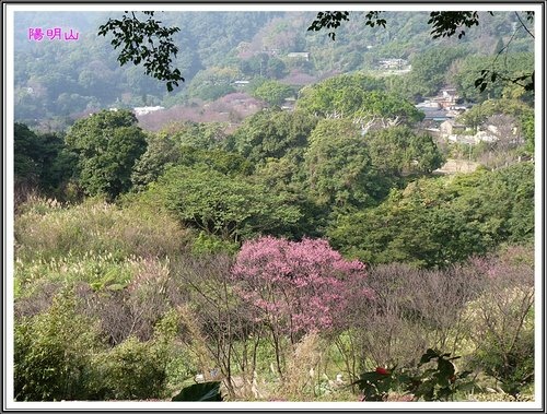 20130124陽明山公園賞櫻隨拍16.jpg