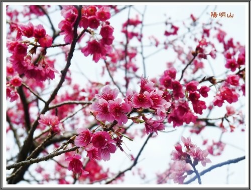 20130124陽明山公園賞櫻隨拍24.jpg