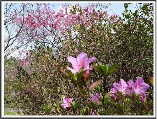 20130124陽明山公園賞櫻隨拍29.jpg