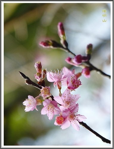 20130124陽明山公園賞櫻隨拍45.jpg