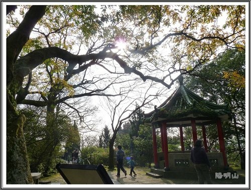 20130124陽明山公園賞櫻隨拍48.jpg