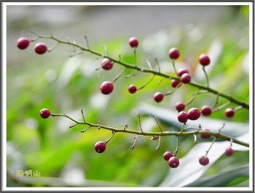 20130124陽明山公園賞櫻隨拍55.jpg