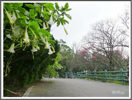 20130124陽明山公園賞櫻隨拍57.jpg